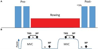 The Effect of Hyperoxia on Central and Peripheral Factors of Arm Flexor Muscles Fatigue Following Maximal Ergometer Rowing in Men